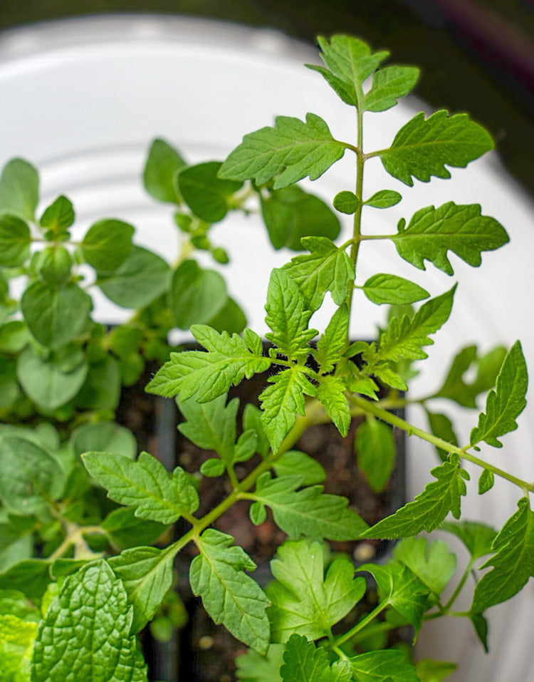 Simply Rooted Garden Kit with seasonal vegetable + herb plants