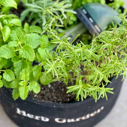 Herb Garden Kit‎ with seasonal culinary herbs