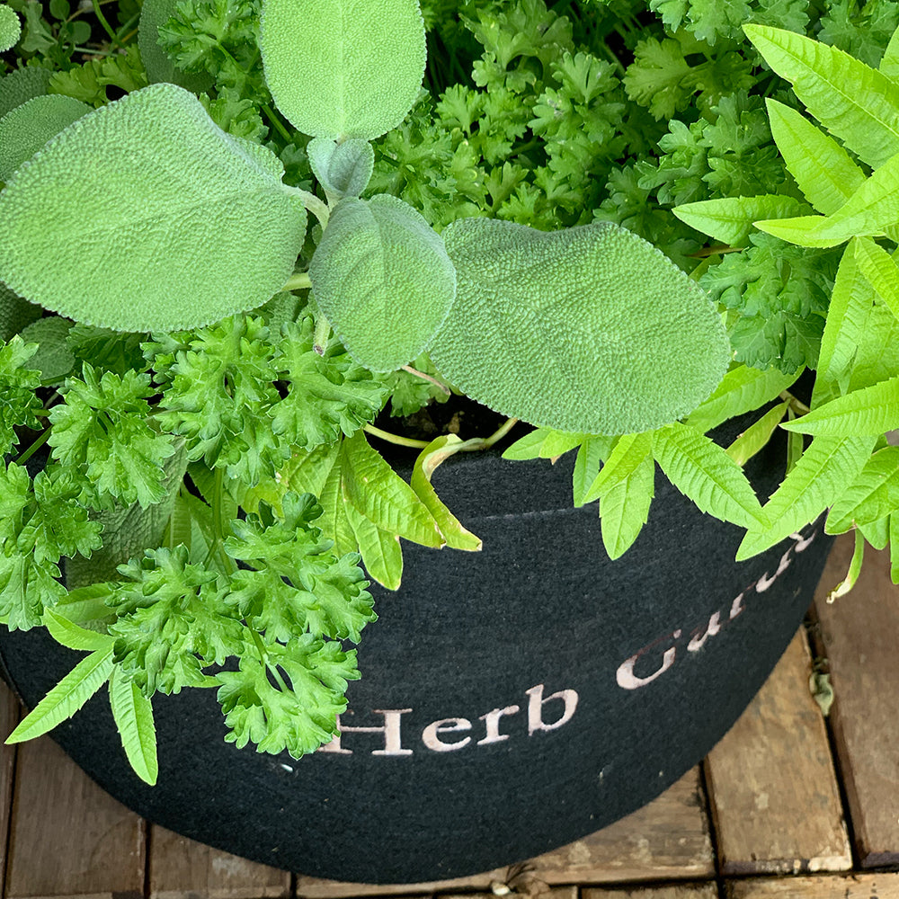 Herb Garden Kit‎ with seasonal culinary herbs