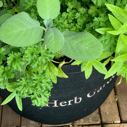 Herb Garden Kit‎ with seasonal culinary herbs