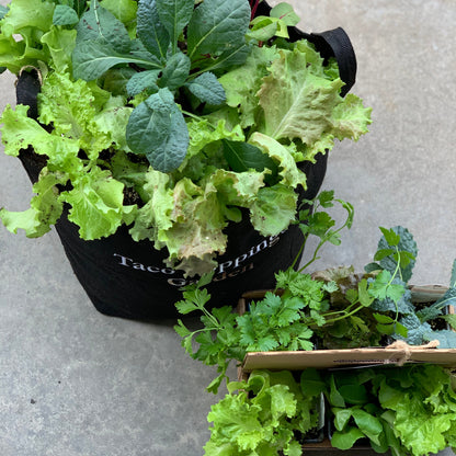 Taco Toppings Garden Kit‎ with leafy greens + herbs