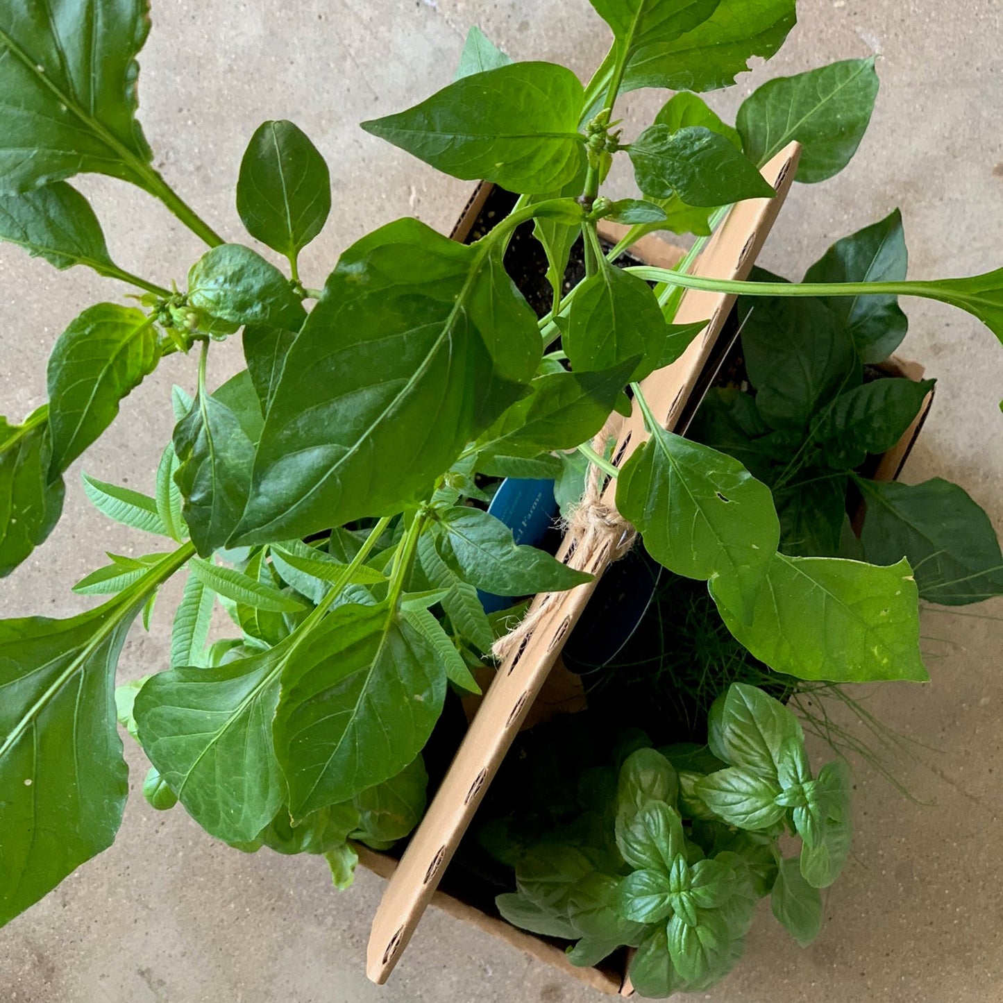 Salsa Garden Kit‎ with pepper, tomato, + herbs