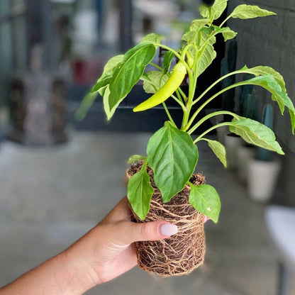 Some Like It Hot Garden Kit‎ with pepper + herb plants