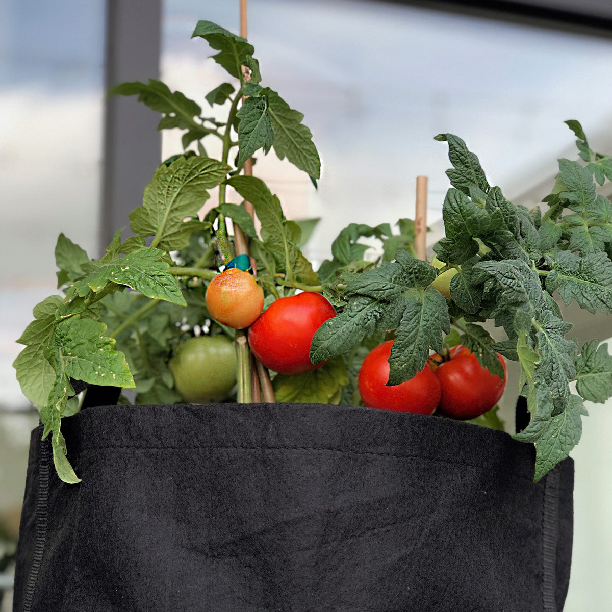 Taco Toppings Garden Kit‎ with tomato plant + herbs